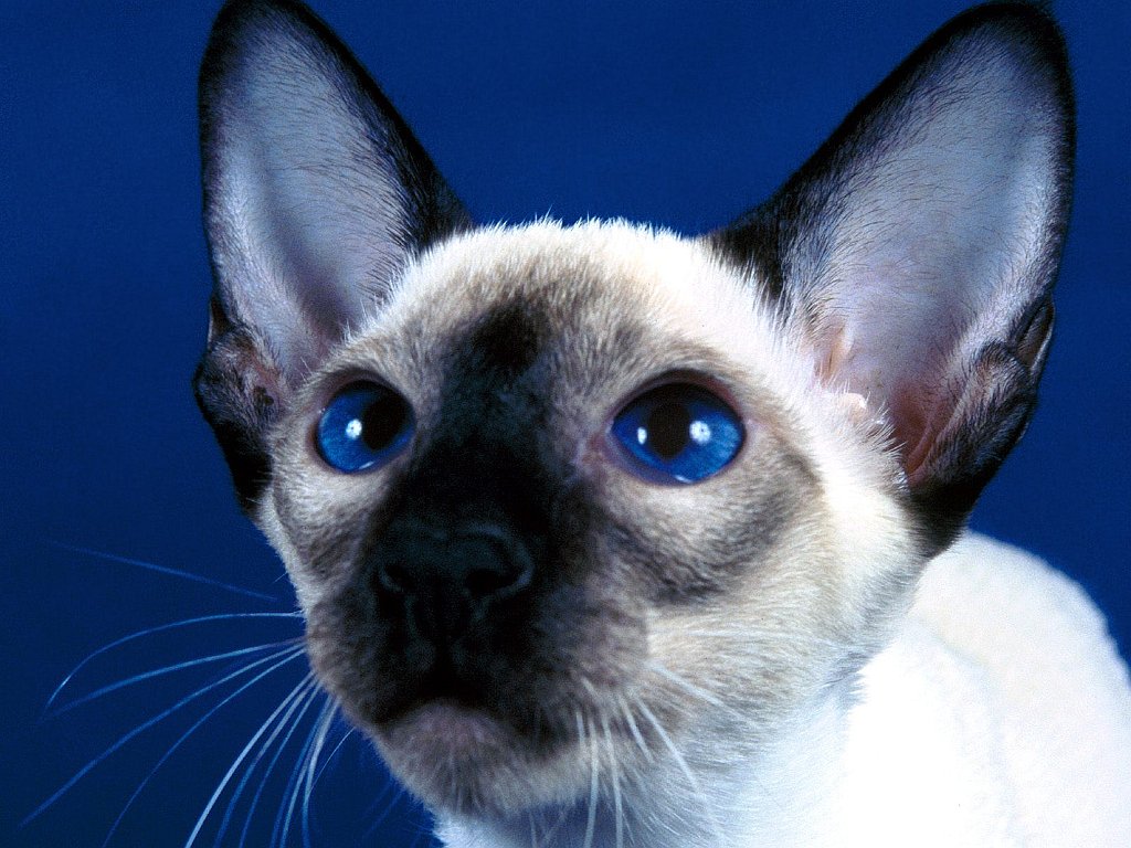 Choco, Chocolate Point Siamese